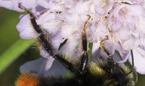 Bombus lapidarius